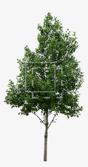 Parent Category - Tree Cut Out Png