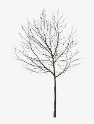 Cutout Trees Deciduous Winter Ii - Transparent Background Tree Black And White