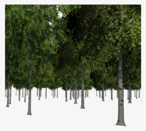 Forest, Trees, Birch, Landscape, Nature, Forests, Bark - Portable Network Graphics