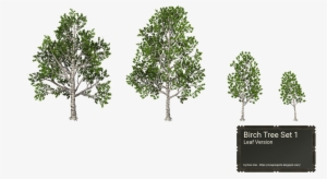 Birch Trees - Pond Pine