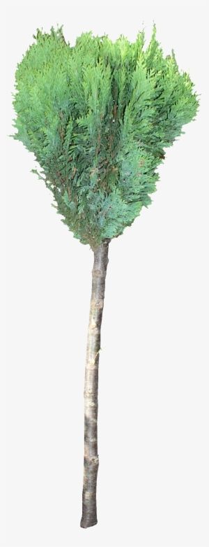 Conifer Tree Png - Pond Pine