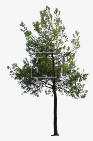 Parent Category - Tree Rendering Png