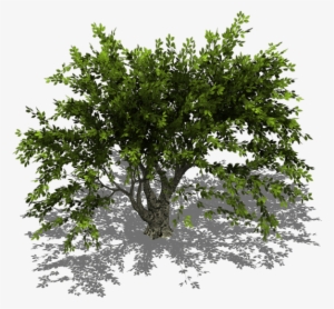 preview - tree isometric png
