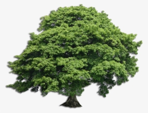 Sycamore2 - Sycamore Tree Clip Art