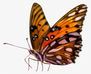 Butterfly Png Sitting On Flower - Butterfly On Flower Png