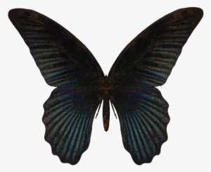 Wings Butterfly Png