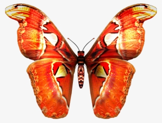 Red Orange Butterfly Png - Butterfly Png Images Hd