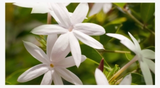 Types Of Jasmine Flower