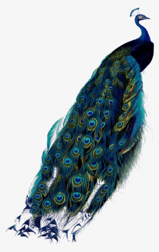 Peacock Feather PNG & Download Transparent Peacock Feather PNG Images for  Free - NicePNG