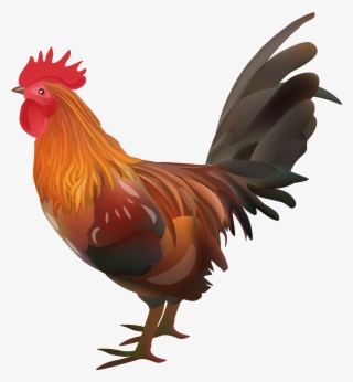 Rooster Chicken Transparent Image