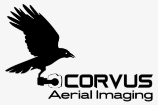Corvus Black - Hawk