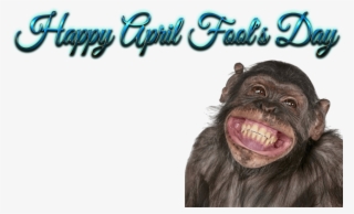 Free Png Download Happy Birthday Funny Smile Png Images - Human Teeth On Animals