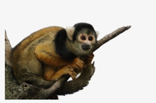 Bolivian Squirrel Monkey - Spider Monkey