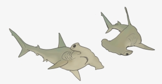 Hammerhead Sharks - Cartoon