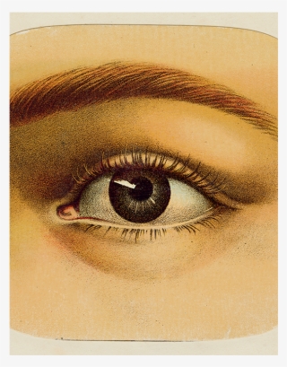 Eye Shadow