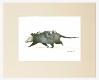 "opossum Family" - - Boar