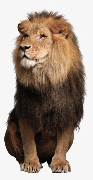 lion png image