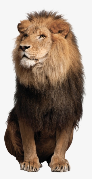 Lion Png Image