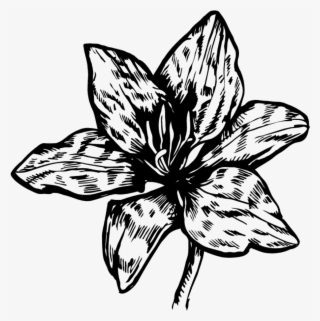 Comments - Lily