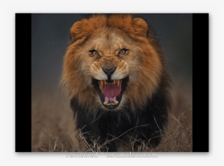 Photographer Almost Killed My Lion