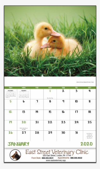 Picture Of Baby Farm Animals Wall Calendar - Guinea Pig