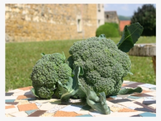 Brocoli Pièce Env - Broccoli