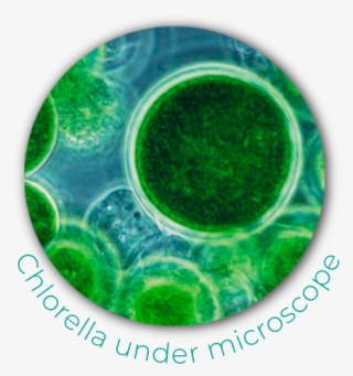Chlorella - Blue Green Algae