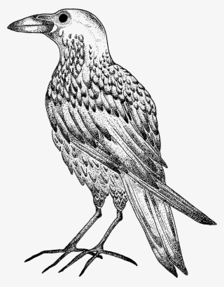 Original Artwork By The Magickal Creatrix - European Starling