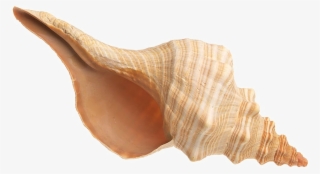 Conch Transparent Images - Shell