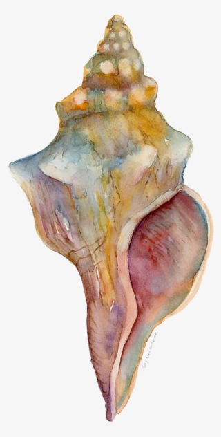Conch Shell With Transparent Background