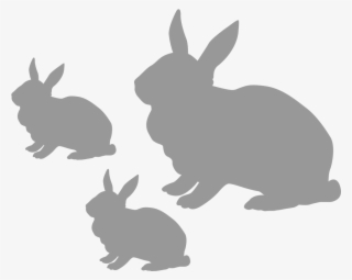 Rabbit - Domestic Rabbit