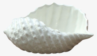 Vintage Antique Stafford White Italian Porcelain Seashell - Shell