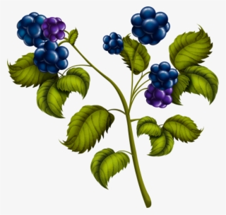 blackberries png - currant