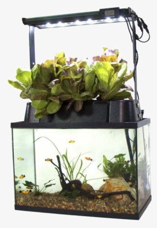 Self Cleaning Fish Tank - Eco Cycle Aquaponics Kit