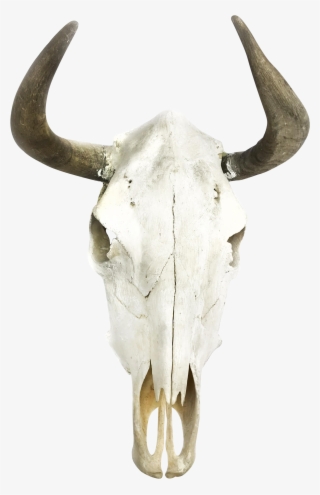 Boho Cow Skull Wall Decor Moose - Horn