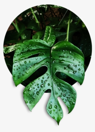 Tetra - Monstera Deliciosa