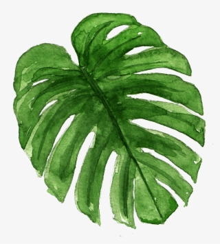 14 - Monstera Deliciosa