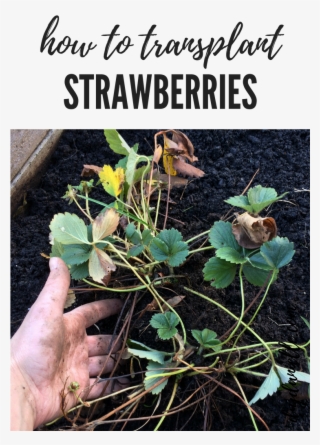 How To Transplant Strawberries In The Garden - Gardening