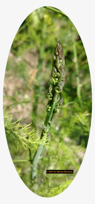 Asparagus Blooms At The Historic Vegetable Garden, - Grass