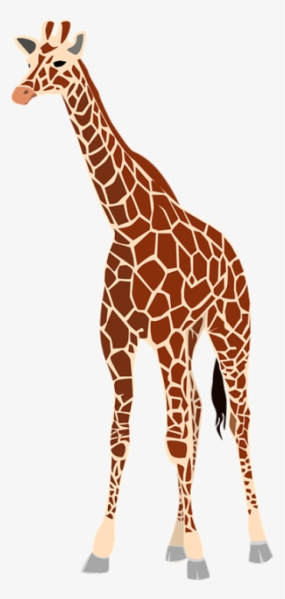 Giraffe, Mammal, Animal, Herb - Giraffe In Arabic Word