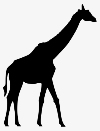 780 X 1024 3 - Sombra De Uma Girafa
