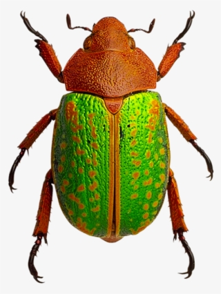Beetle Insects Png - Beetle