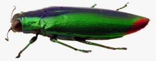 Beautiful Physical Pattern Insect Png - Weevil