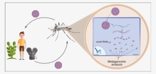 Insects Are Major Reservoirs Of Viruses - Mosquito