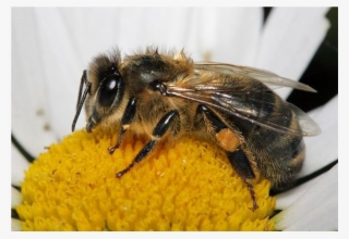 perfect bee flower mix for a pollinator friendly garden - razze di api