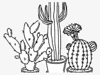 Drawn Cactus Tumblr Transparent - Aesthetic Png Black And White