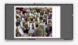 These Are A Few Screen Grabs From The Design Process - Prickly Pear
