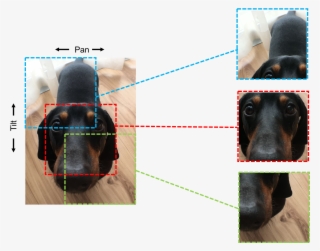 Gst Ptzr Bartok Pan Tilt - Companion Dog