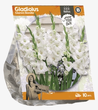 222270 Gladiolus Glamini Blondie Per 10 - Lily Of The Valley