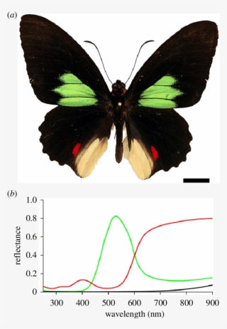Photograph Showing The Upper Side Of The Butterfly - Swallowtail Butterfly